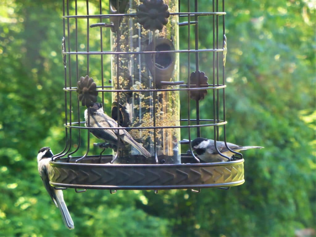 Three small birds feeding at a bird feeder surrounded by greenery.