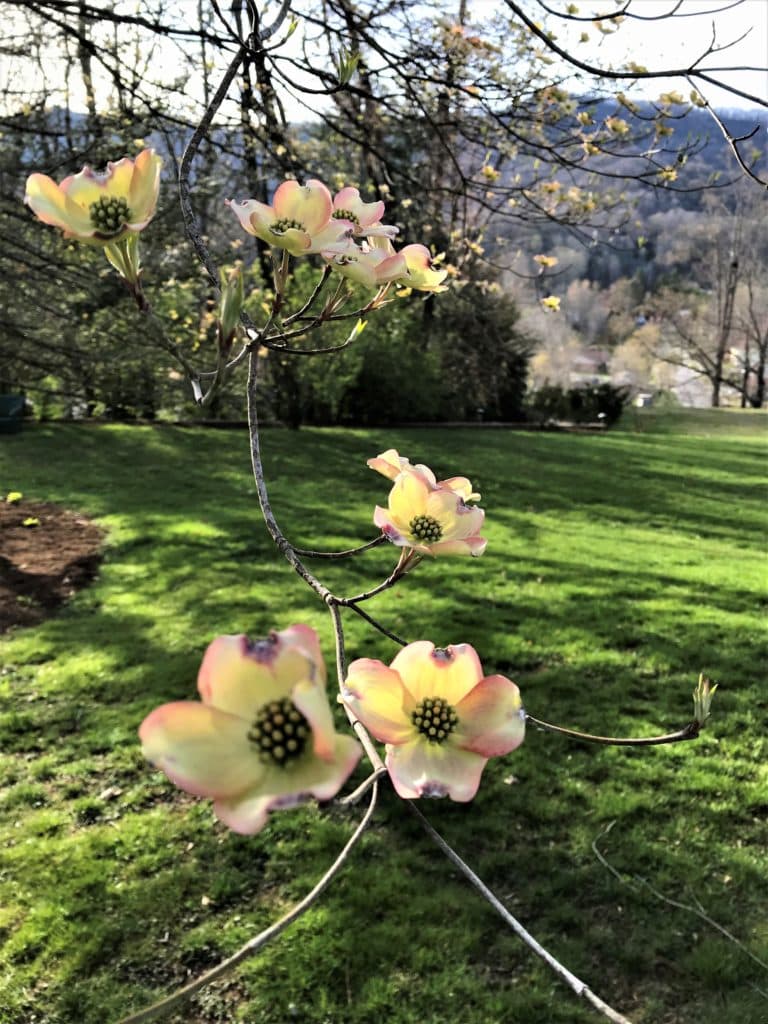 A branch of pale pink and yellow flowers blooms against a blurred green grass background.