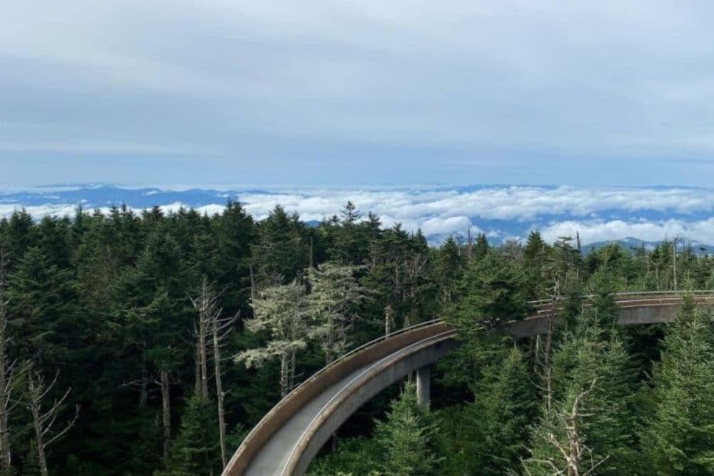 A winding path curves through a lush forest, with clouds and mountains visible in the background.