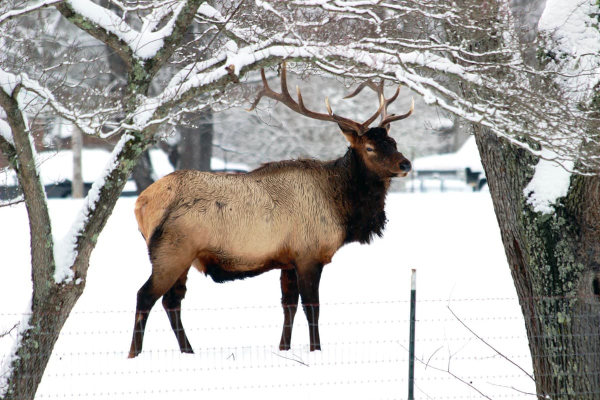 A lone elk stands in the snow beneath snow-covered trees.