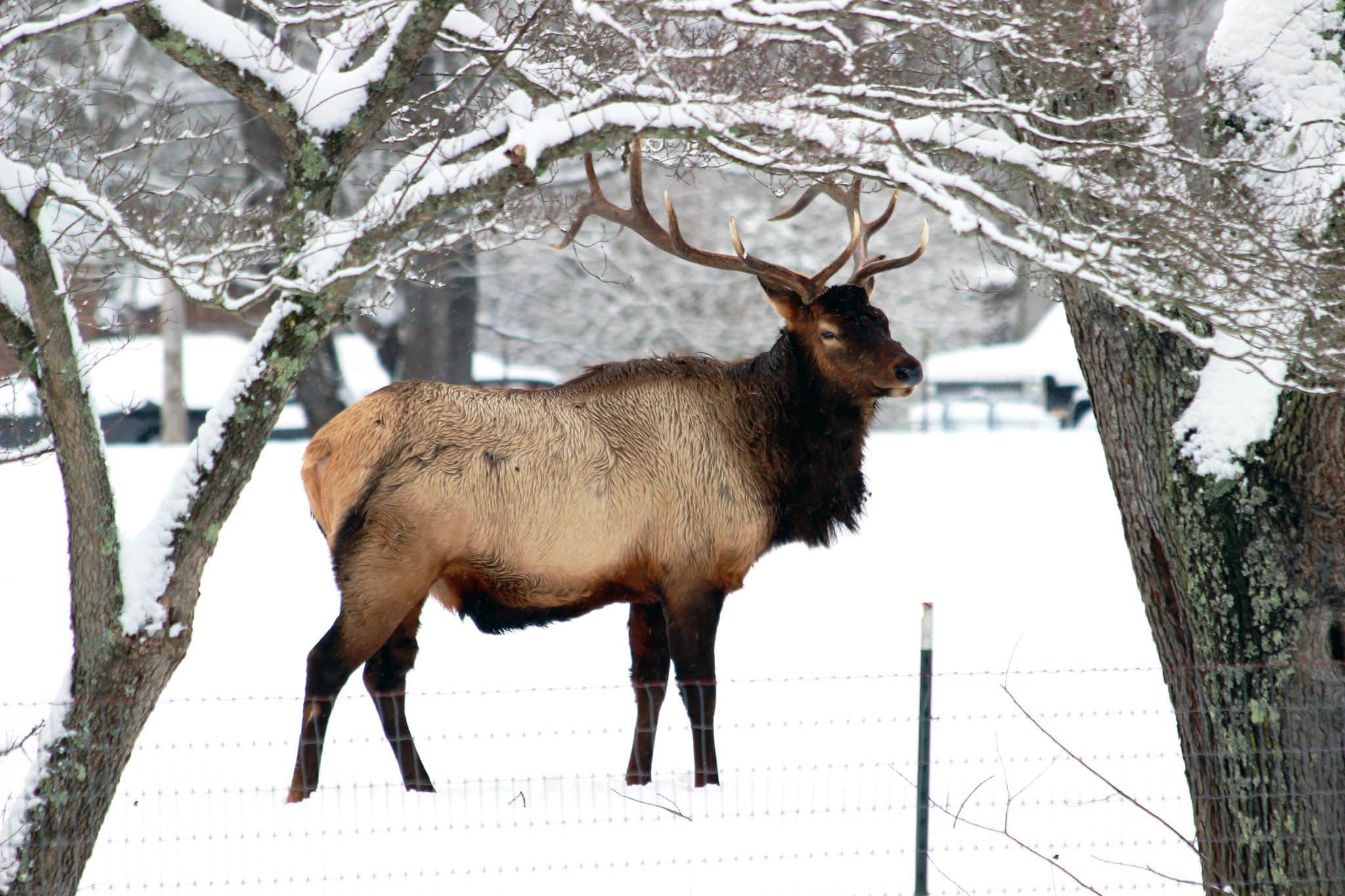 A lone elk stands in the snow beneath snow-covered trees.
