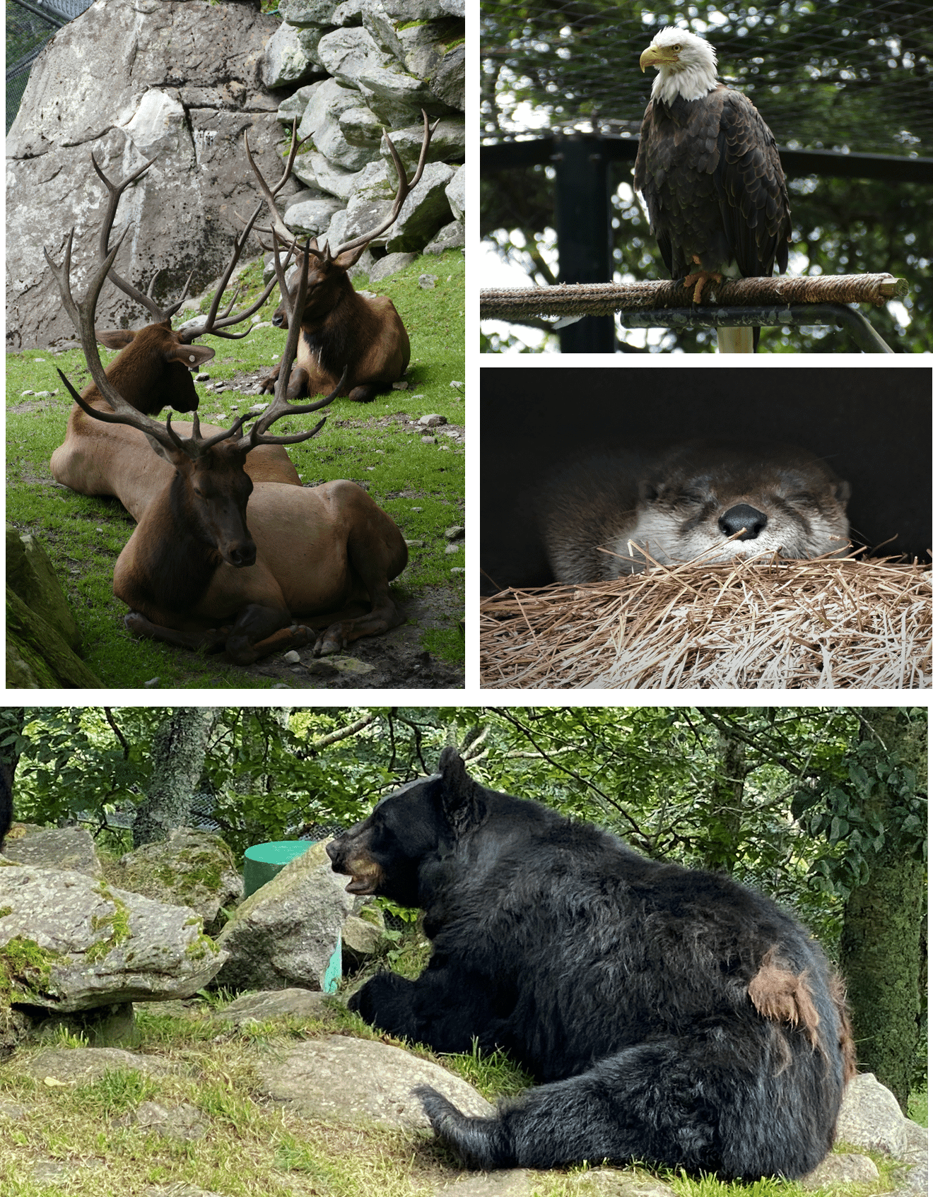 A collage of four wildlife images featuring elk, a bald eagle, a sleeping otter, and a black bear.