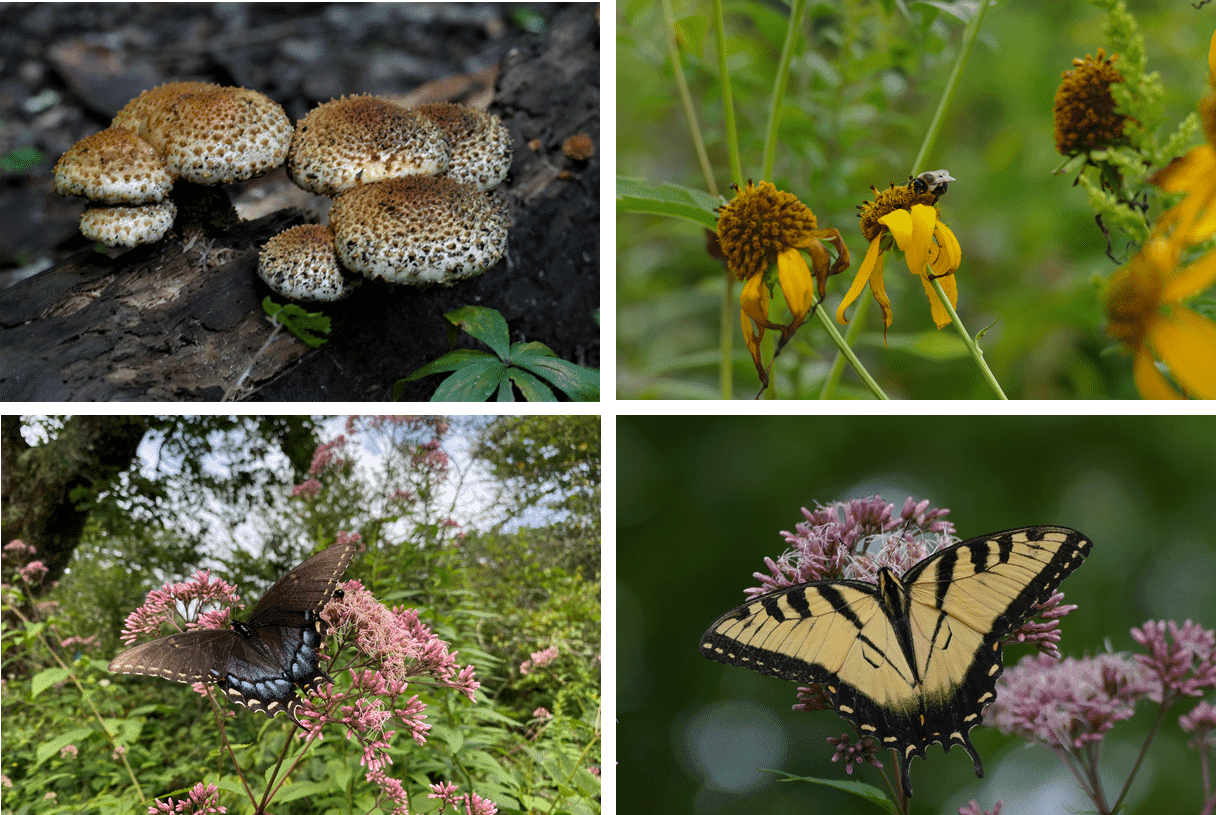 A collage featuring mushrooms, flowers, and butterflies in a natural setting.