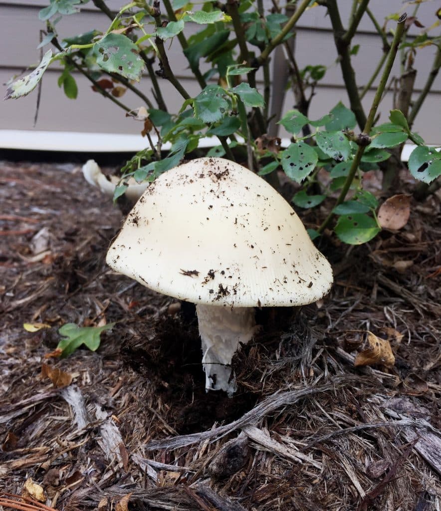 A white mushroom growing in mulch near a rose bush.