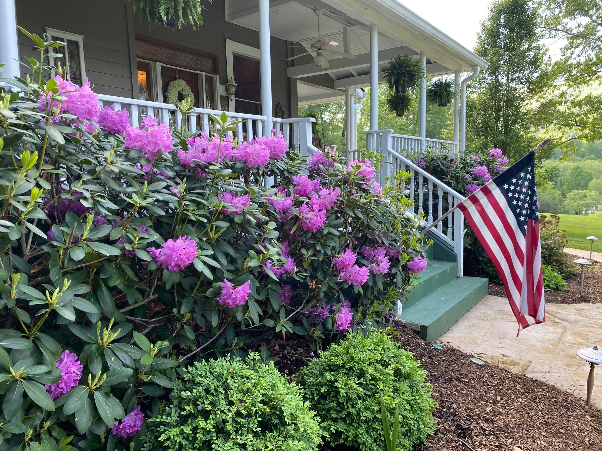 A front porch adorned with pink rhododendron flowers and an American flag. A front porch adorned with pink rhododendron flowers and an American flag.