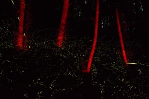 A dark forest scene with glowing fireflies and red-lit tree trunks.