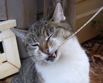 A gray and white cat playfully biting a piece of string.
