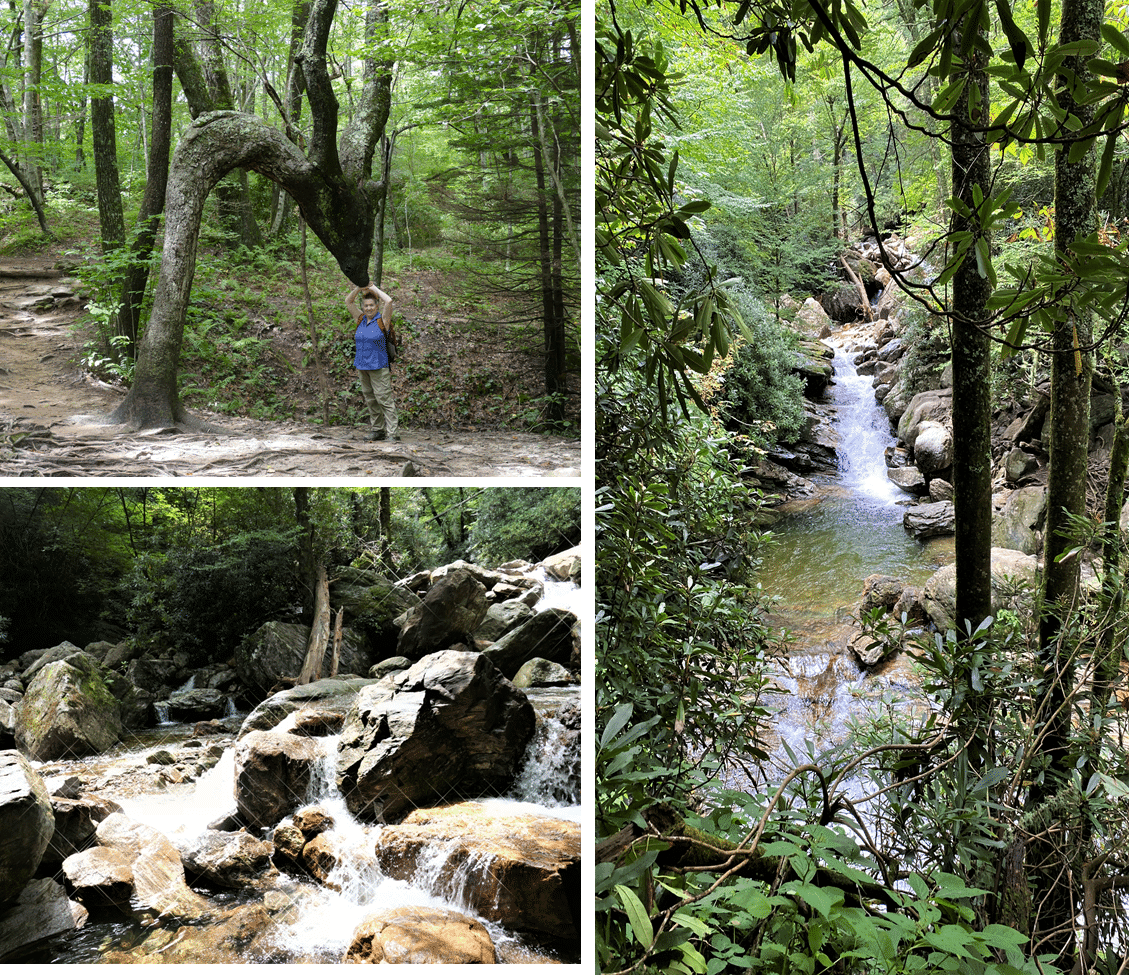 A child stands beside a uniquely shaped tree in a lush forest, with flowing streams and rocky terrain visible in the surrounding images.