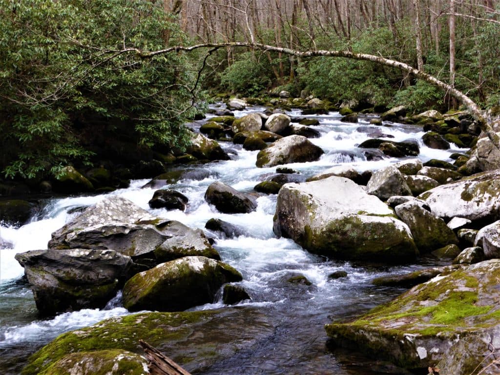 A flowing river with smooth rocks and surrounding greenery.