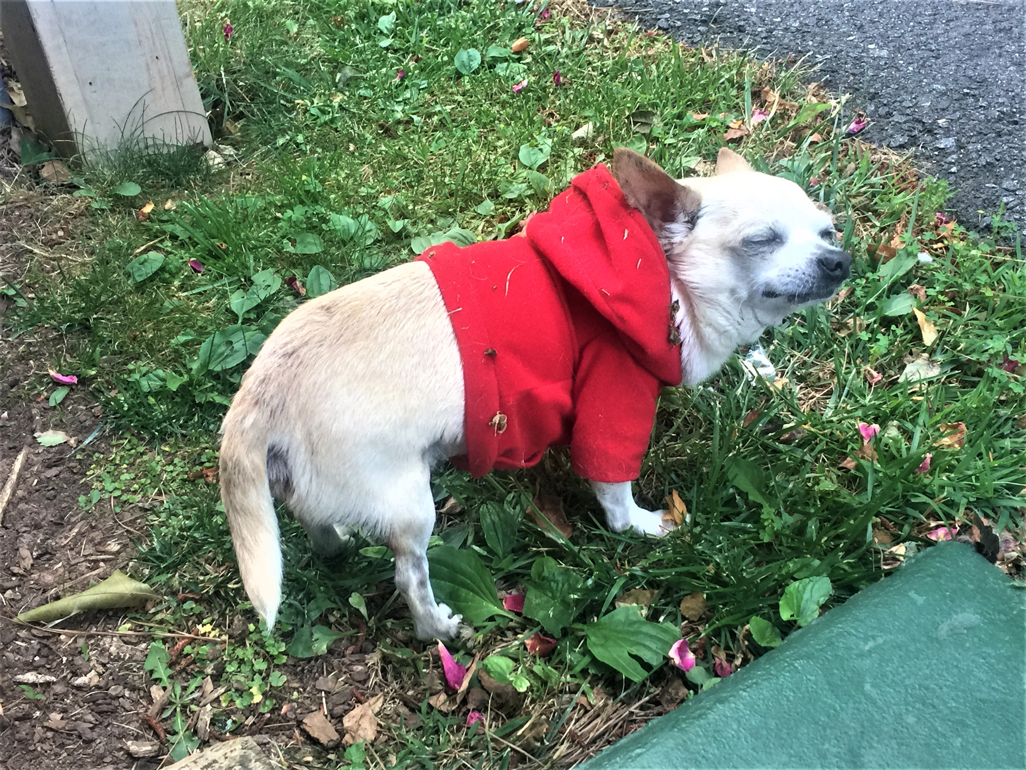 Backpack the Chihuahua in a red hoodie standing in the grass.