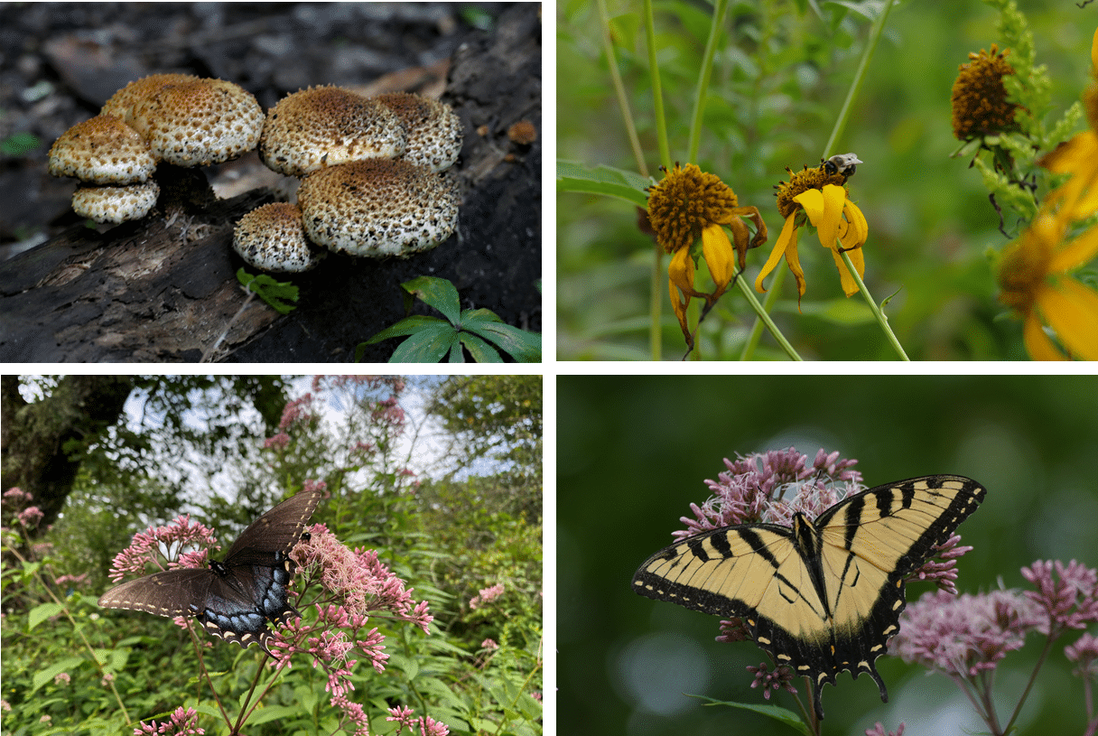 Four Pictures - Brown MushroomClump, Yellow wildflower with bumble bee, iridescent blue buttrefly, on bush, sulphur yellow buttrefly on bush