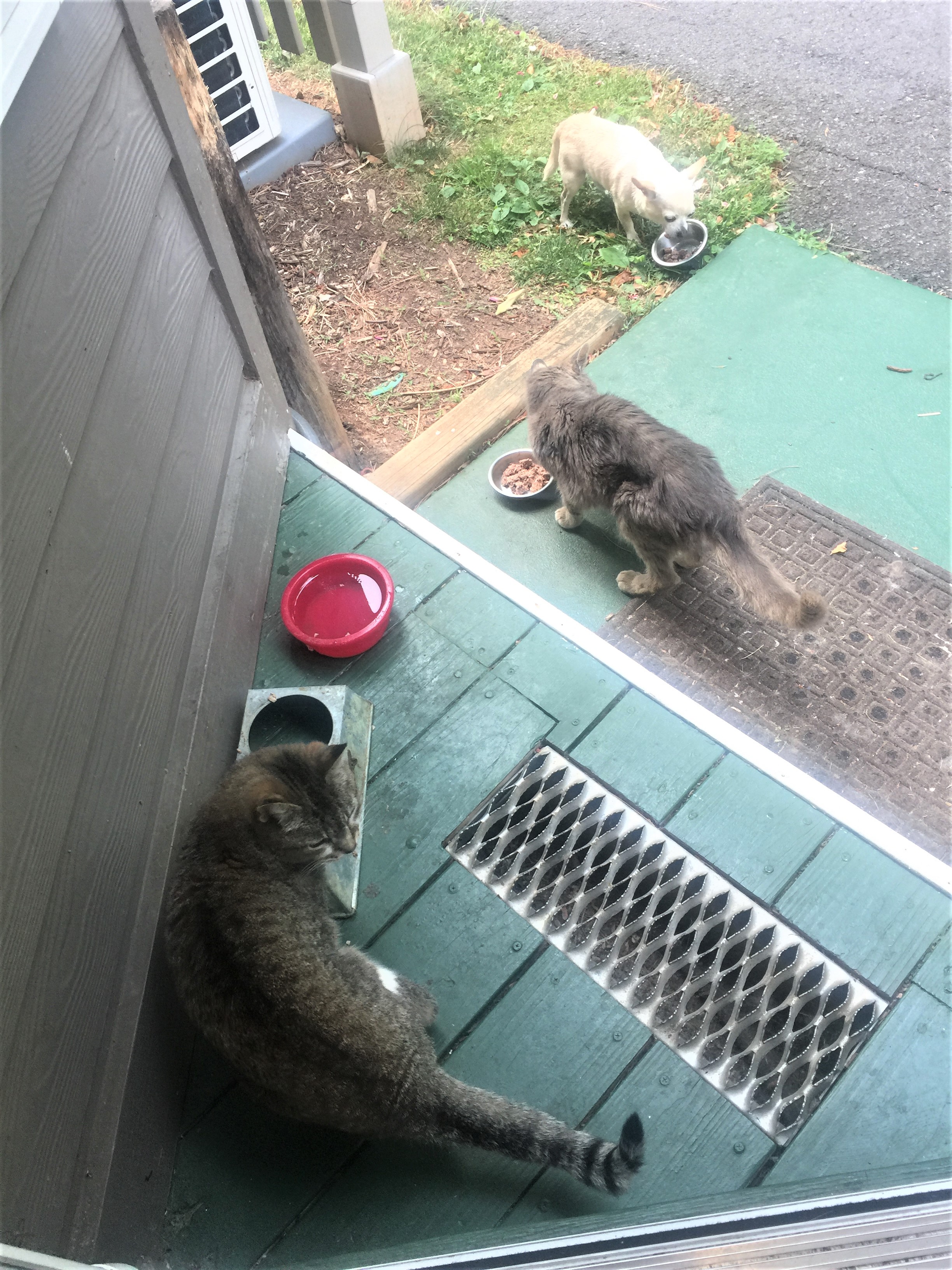 The "Breakfast Club" (Bibb, Shadow and Backpack) eating from their bowls at the Andon-Reid Inn kitchen door.