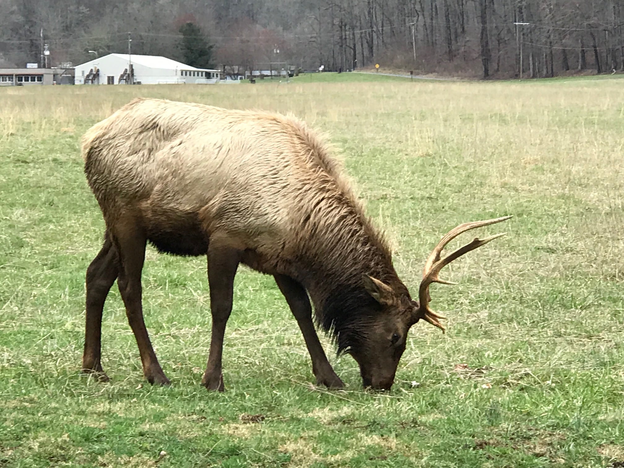 A male elk grazon in the Catloochee Valley