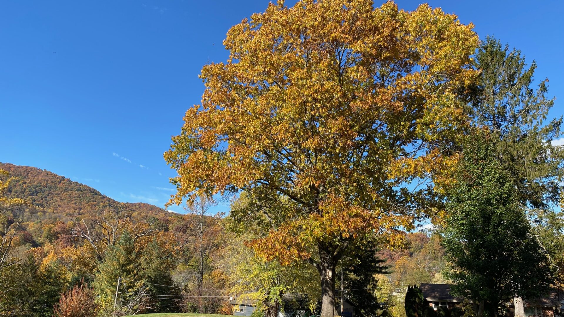 Yellow Tree during fall at the Andon-Reid Inn