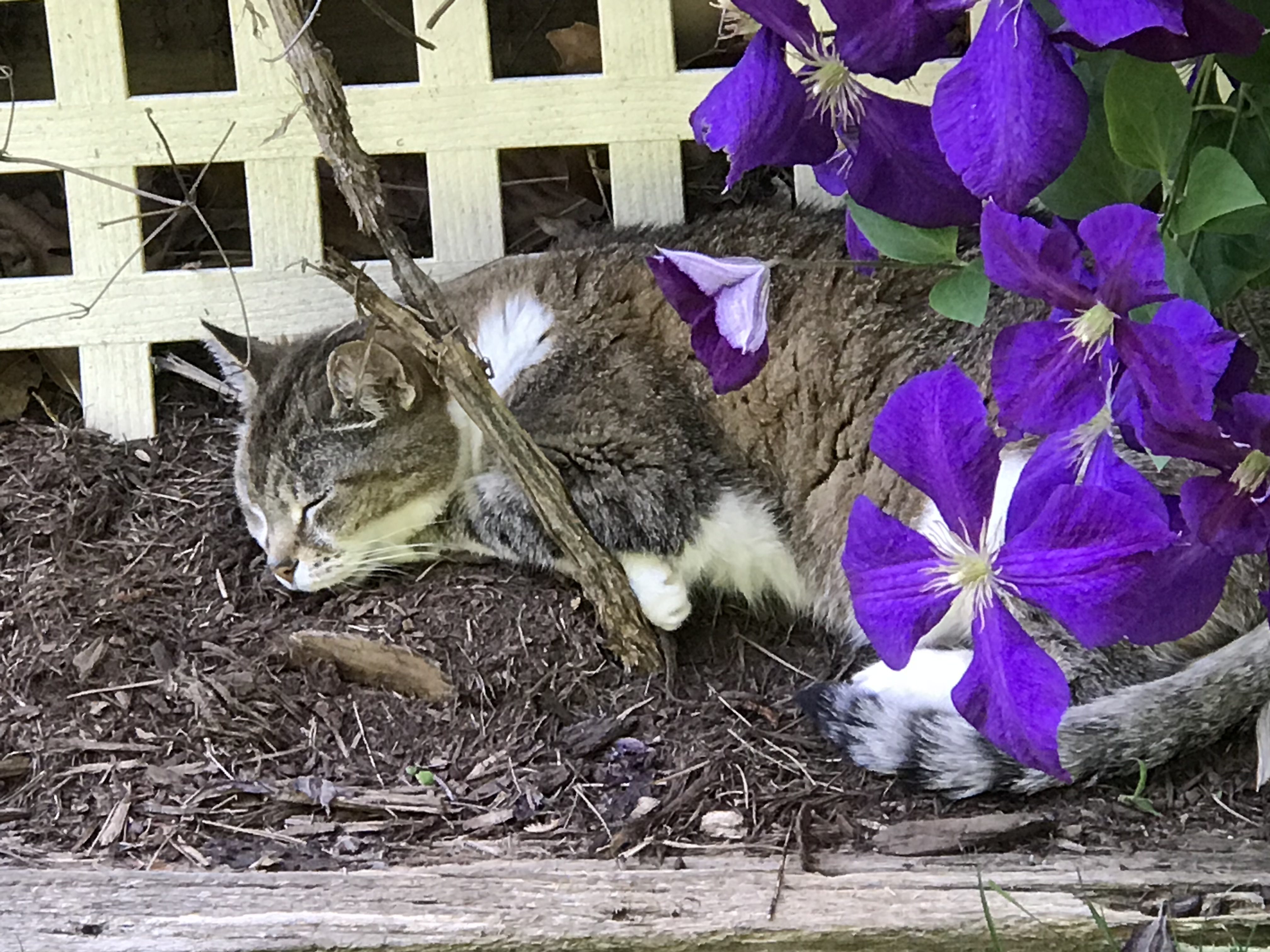Bibb the cat snoozing in the prple clematis