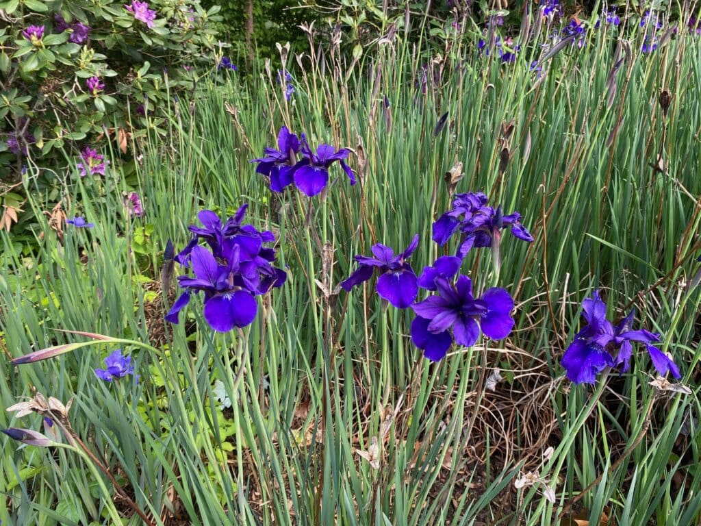 Irises by the Driveway at the Andon-Reid Inn