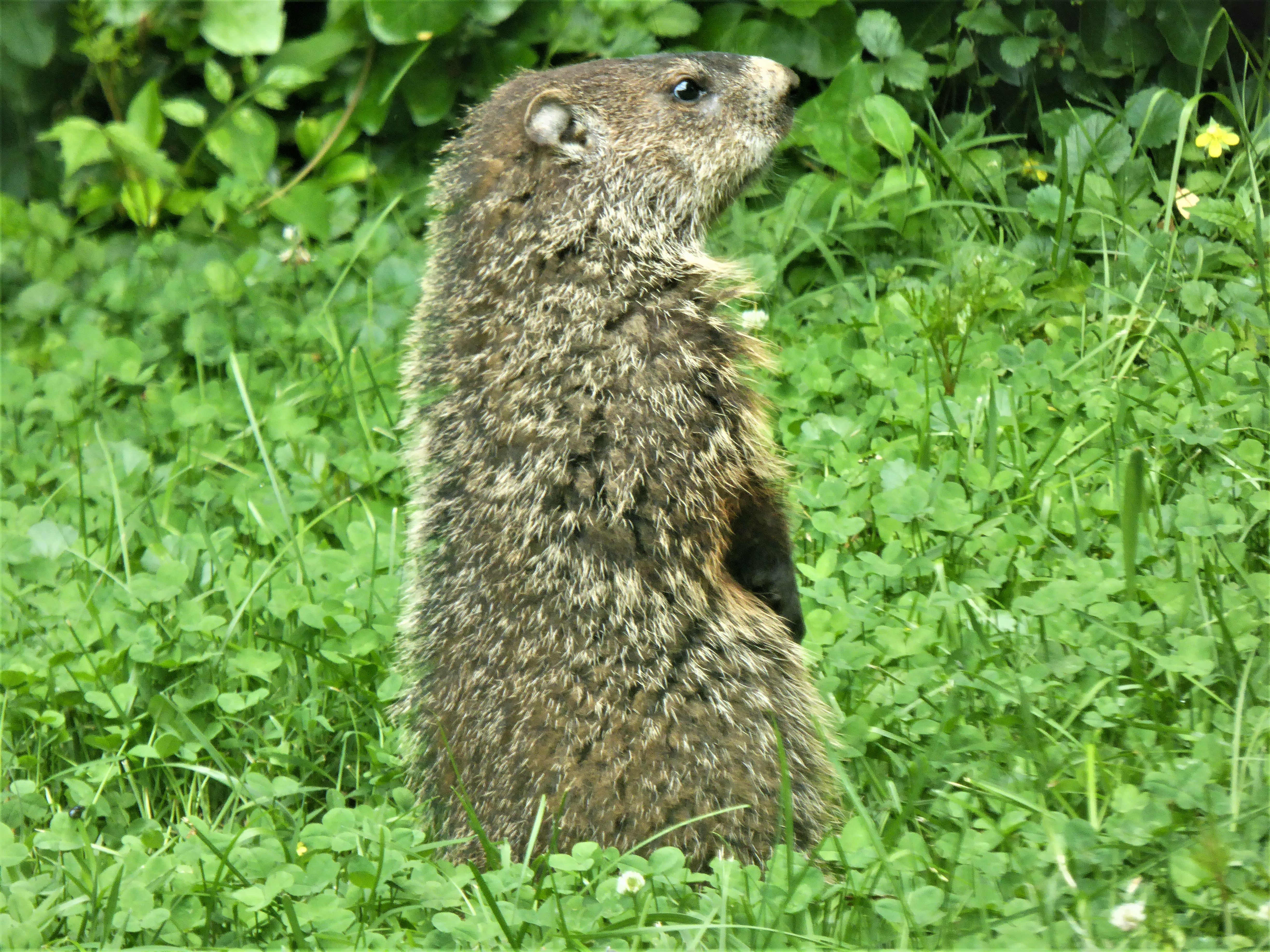 Gretel the groundhog standing on the lush lawn surrounded by clover