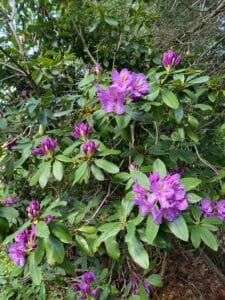 Rhododendron at the Andon Reid