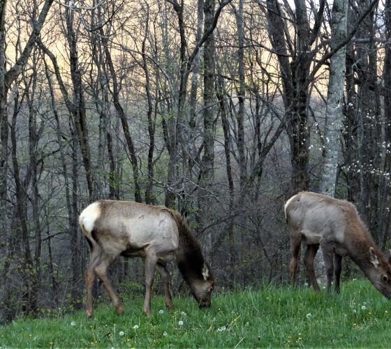 Two deer grazing on green grass surrounded by trees