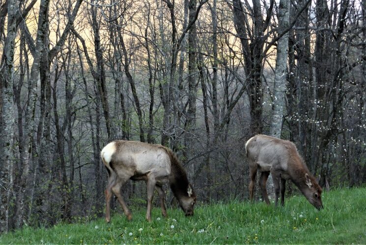 Two deer grazing on green grass surrounded by trees