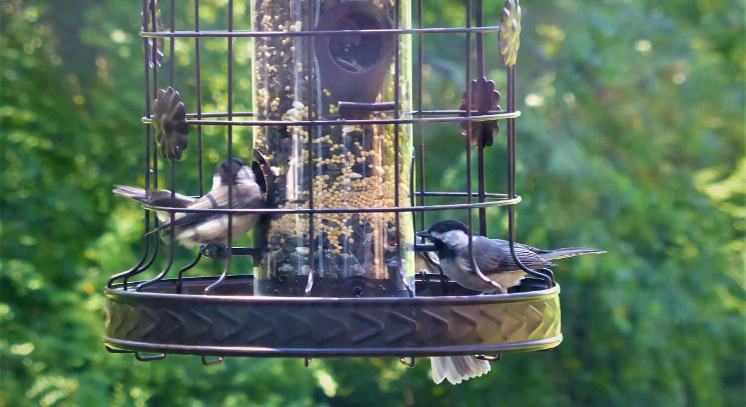 Bird feeder with two birds eating, surrounded by trees