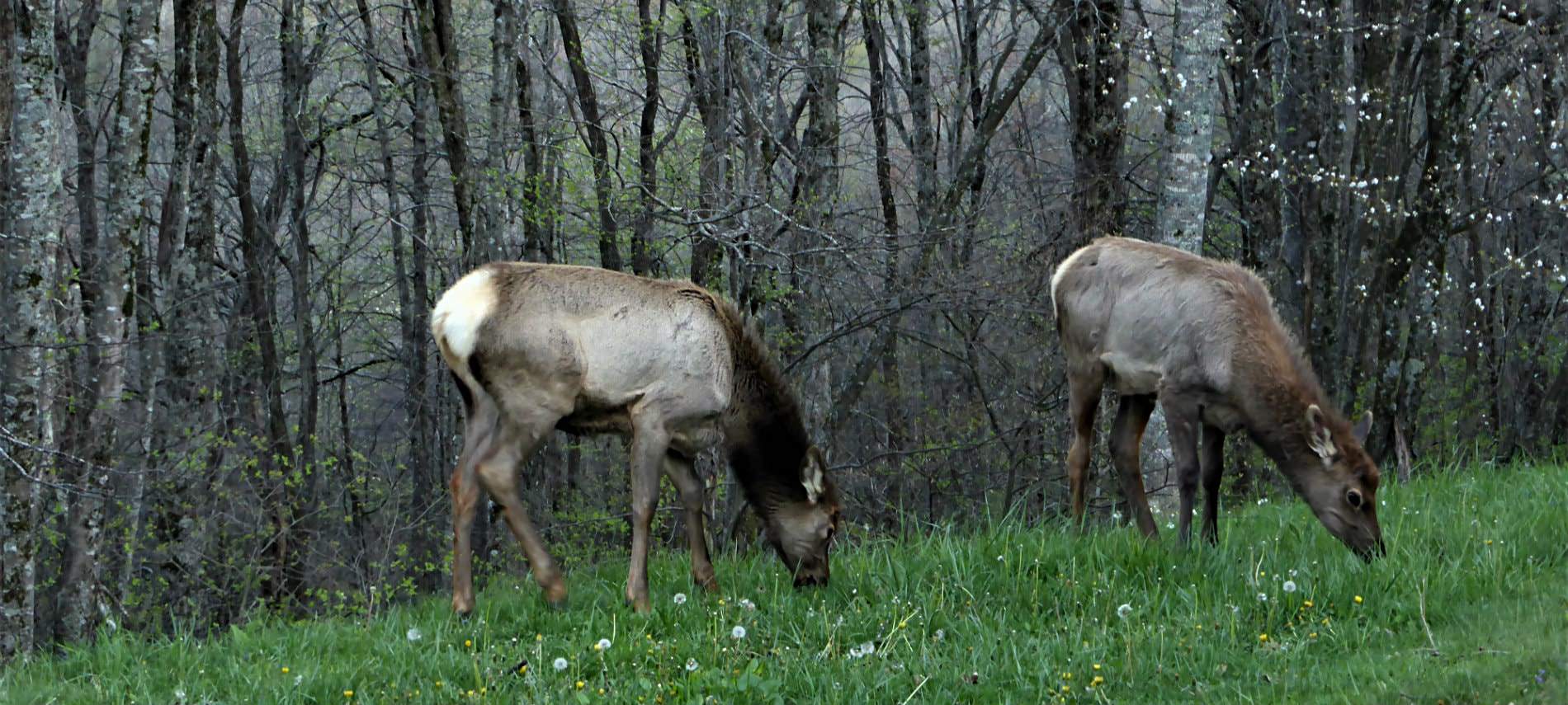Two gray-brown elk grazing in a meadow of long green grass in front of a woods