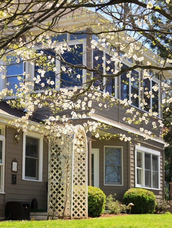 Outdoor view of a large two-story home with many windows, green lawn with shrubs and trees with white flowers