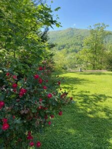 Rose Bushes and Mountain at Andon-Reid Inn