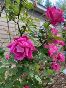 Roses up Close at Andon-Reid Inn