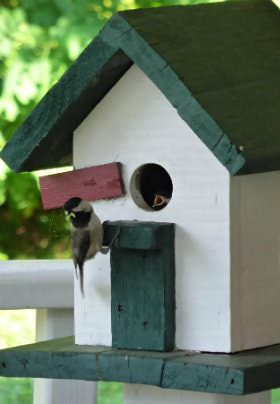 Green and white birdhouse with small bird perched near the entrance hole with a baby bird's beak peaking through